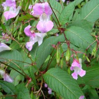 Himalayan Balsam